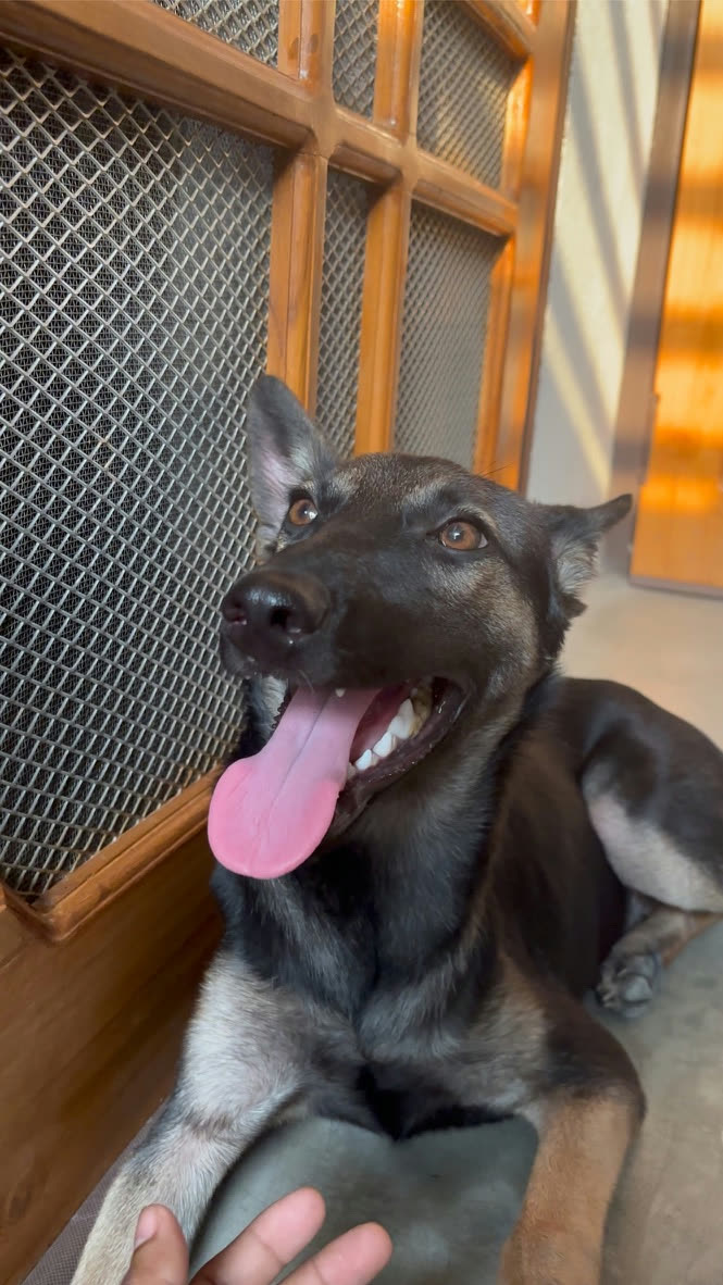 A happy German Shepherd with its tongue out